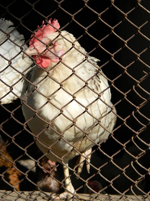 在中国排球 在中国排球